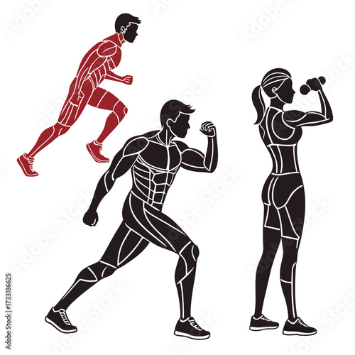 Vector silhouettes highlighting muscle groups in individuals performing exercise and strength workouts