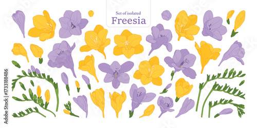 Freesia flower bloom and branches set, isolated on transparent background, Botanical illustration in yellow and purple colors, hand-drawn style.