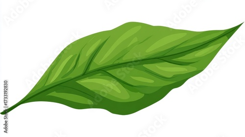 Wallpaper Mural A single vibrant green leaf with a smooth texture and subtle shading, isolated against a clean white background. Torontodigital.ca