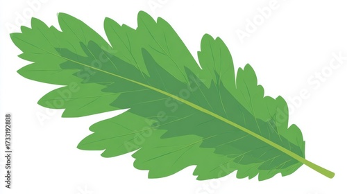 Wallpaper Mural Green maple or oak leaf isolated on a white background, representing nature, flora, and the summer season Torontodigital.ca