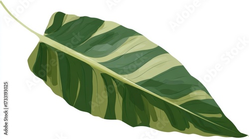 Wallpaper Mural Close-up of a vibrant Calathea leaf, showcasing intricate patterns and textures with a detailed view. Torontodigital.ca