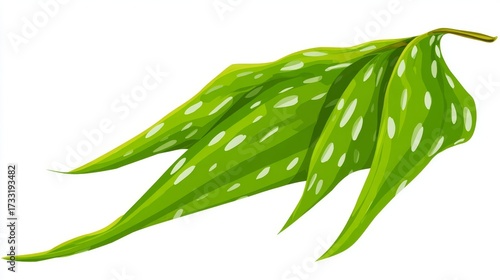 Wallpaper Mural Green leaf with white spots, isolated on a white background. Torontodigital.ca