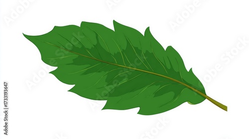 Wallpaper Mural A vibrant green leaf with serrated edges and prominent veins, isolated on a white background, showcasing natural botanical detail. Torontodigital.ca