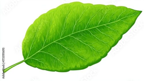 Wallpaper Mural Close-up of a vibrant green leaf, showcasing intricate veins and a smooth texture, isolated on white. Torontodigital.ca