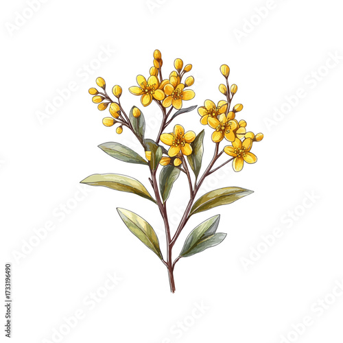 golden wattle hand drawn illustration