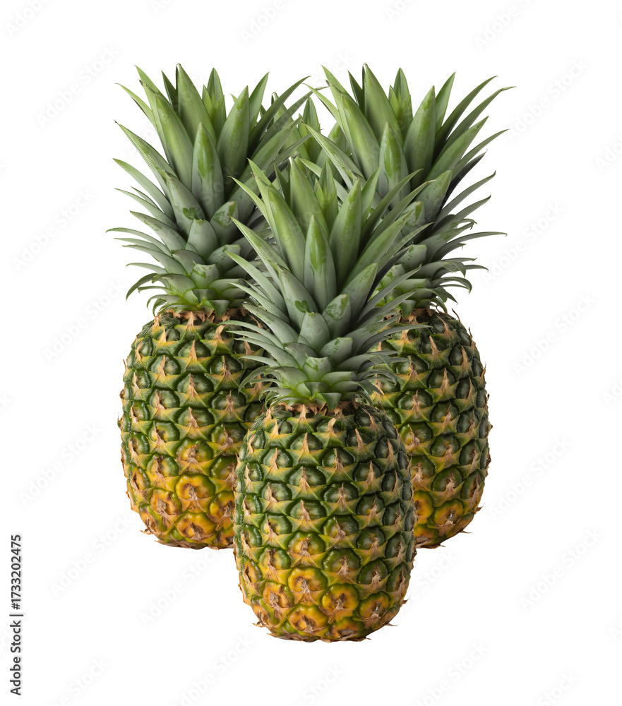 Fototapeta premium Ripe pineapples with rough skin and green leaves, organic tropical fruit for juice and dessert, tropical exotic fruits with spiky crowns