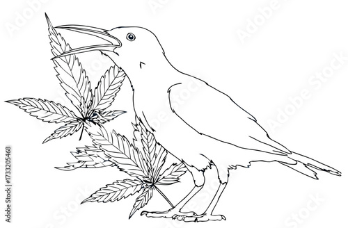 Detailed black and white line art drawing of a bird with an open beak surrounded by cannabis leaves, botanical illustration