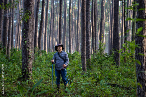Asian hiker is using trekking pole while exploring in the pine forest for surveying and discovering the rare biological diversity and ecologist on the field study