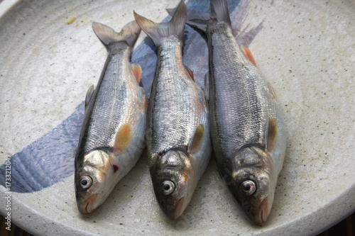 天然の川魚イメージ１