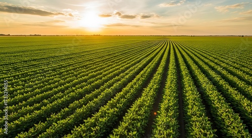 Extensive soybean field under sunset light, symbolizing agricultural wealth