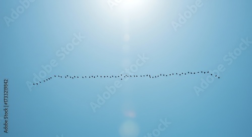 Birds flying in formation against clear blue sky, migration and nature concept image, depicting