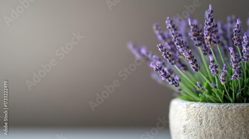 Elegant lavender flowers in a stone pot against a smooth gray background creates a sense of