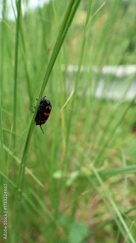 Fototapeta premium spider on a leaf