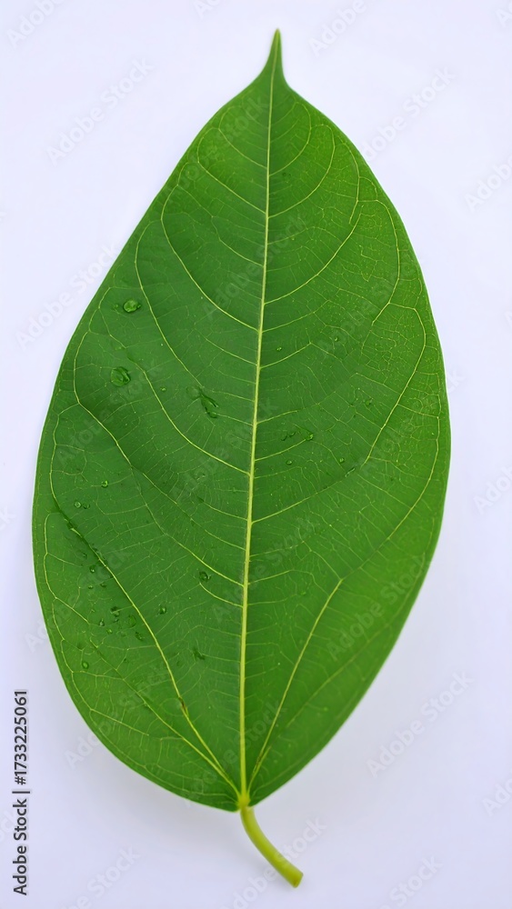 Obraz premium Single vibrant green leaf against white background