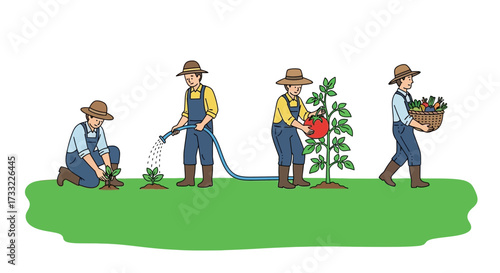 Farmer Cultivating Tomato Plant From Seedling to Harvest in Sequential Stages