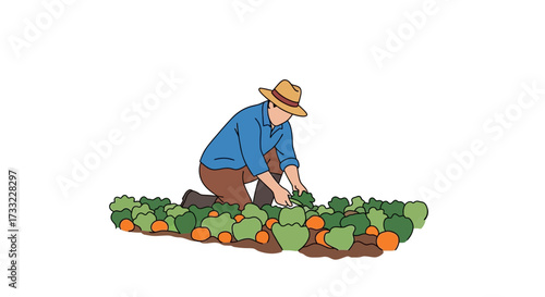 Farmer Harvesting Fresh Organic Vegetables in a Field Sustainable Agriculture Concept