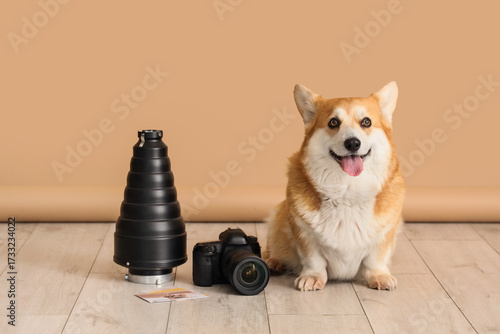 Cute Corgi dog with camera ...