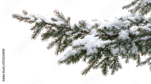 Snow covered fir tree branch isolated on transparent background