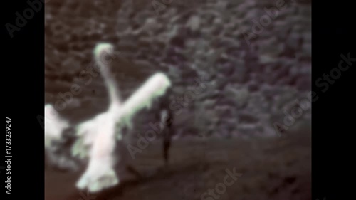 Archive film, pelicans birds group dry their wings in nature habitat, close up. Beautiful wild seabird. Avian conservation in wildlife reserves. Vintage old ecology video. Archival retro ornithology 