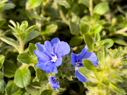 Bilde på lerret A view of several flowers from the blue daze evolvulus plant.