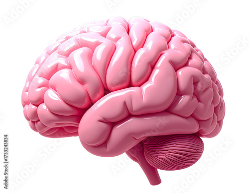 Smooth pink brain organ with gyrus and sulcus details isolated on transparent background