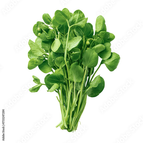 Fresh bunch of vibrant green leafy vegetable (1)