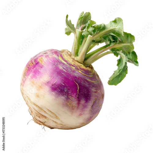 Purple turnip with green leaves (8)