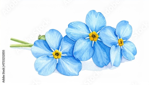 Watercolor rendering of three light-blue flowers with yellow centers on white background