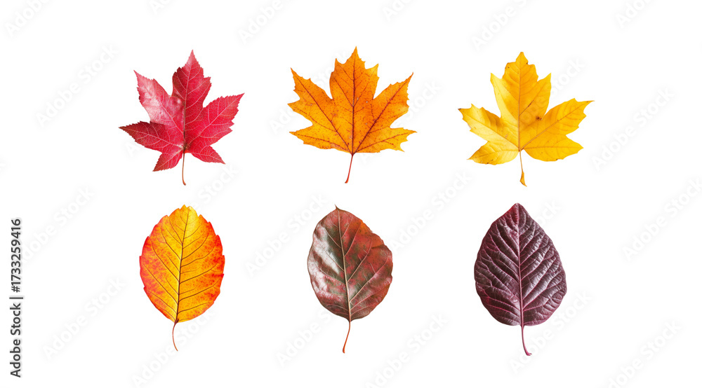 Obraz premium Vibrant leaves in various patterns, created with AI