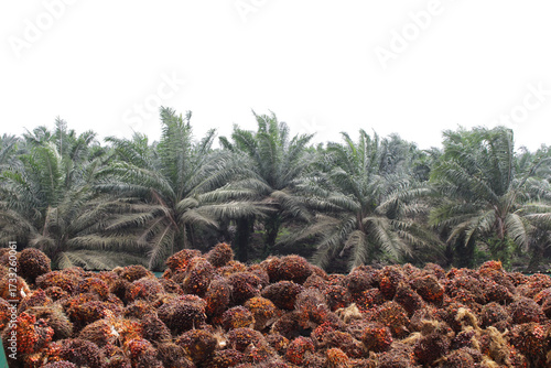 Palm oil, Palm fruit, Palm tree