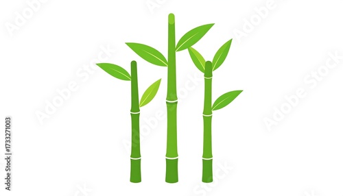 Three green bamboo stalks with leaves