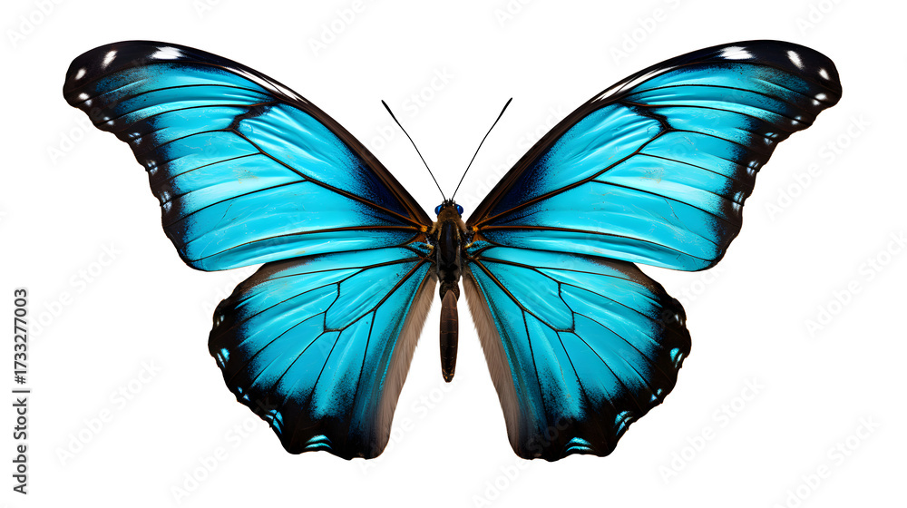 Obraz premium Close up of a vibrant blue butterfly with open wings spread