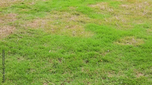 Lawn with Green and Brown Grass. Grass Health Variation and Environmental Stress.