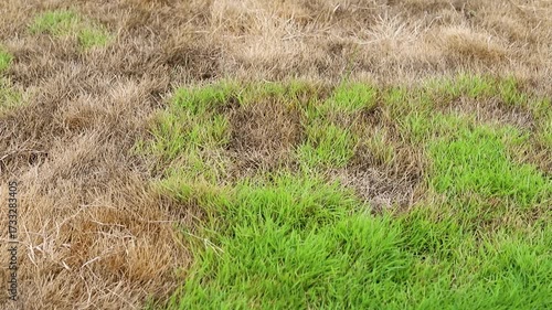 New Green Grass Growing in Dried Lawn