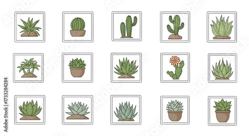 Collection of various potted succulent plants and cacti in a grid layout.