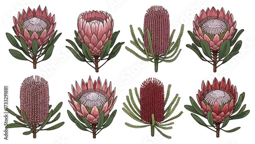 A collection of eight detailed illustrations of various Protea and Banksia flowers, showcasing their unique petal structures and foliage.