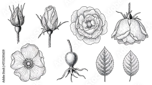 A collection of detailed botanical illustrations of rose elements, including buds, full blooms, leaves, and a rose hip.