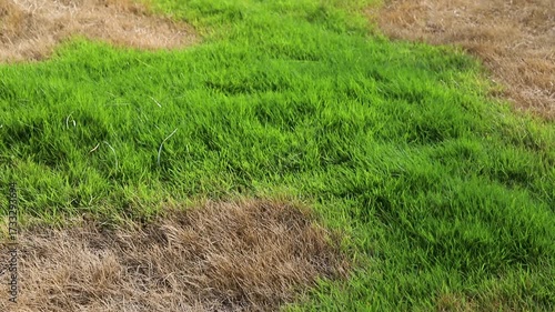 New Growth in Dried Brown Grass.