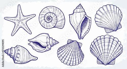 Collection of hand drawn seashells and starfish illustrations