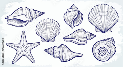 Collection of hand drawn seashells and starfish nautical illustration