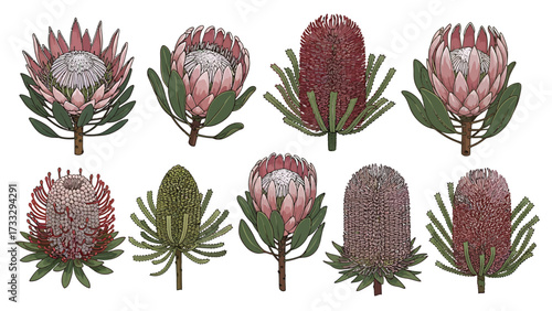 A collection of eight detailed illustrations of South African protea and banksia flowers, showcasing their unique textures and colors.