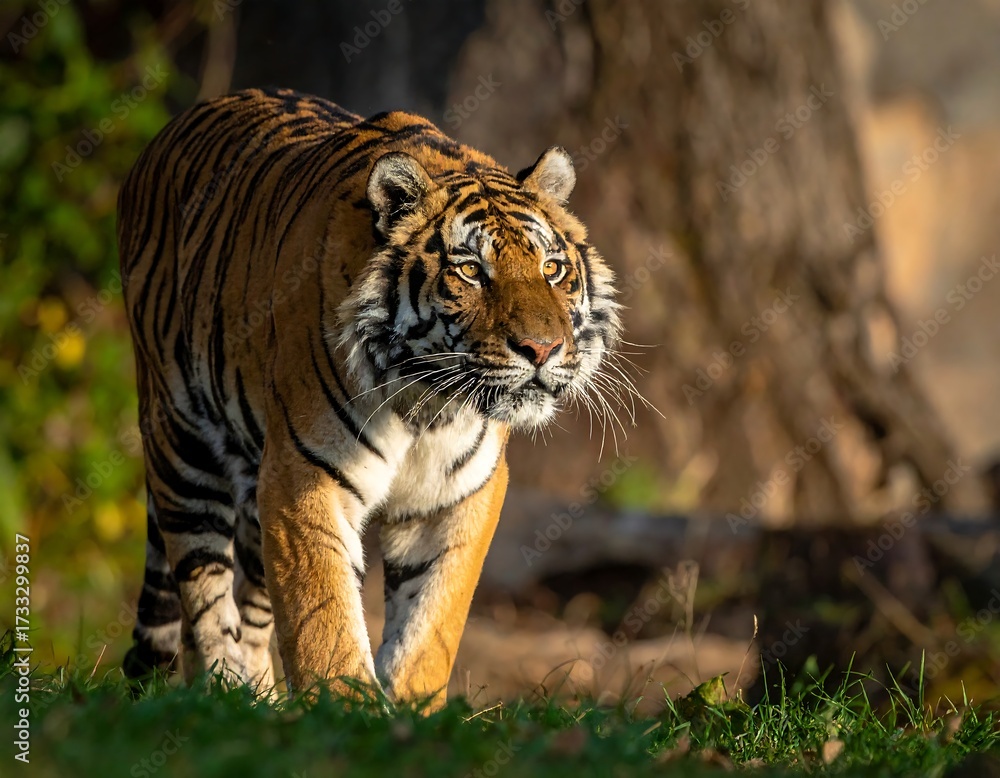 Obraz premium Tiger in natural habitat