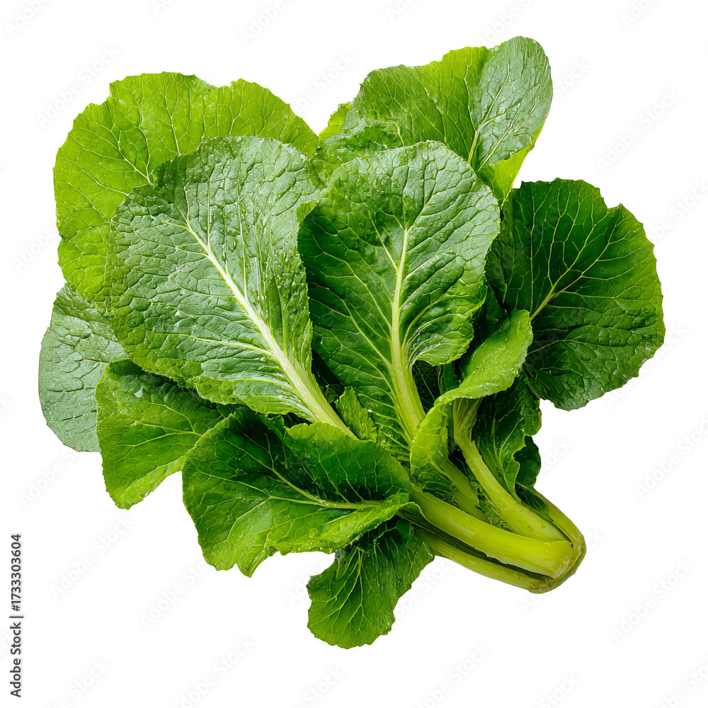 Obraz premium Fresh, vibrant green leafy vegetable (31)