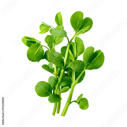 Fresh pea shoots, vibrant green