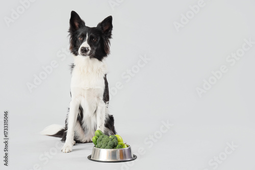 Border Collie dog with heal...
