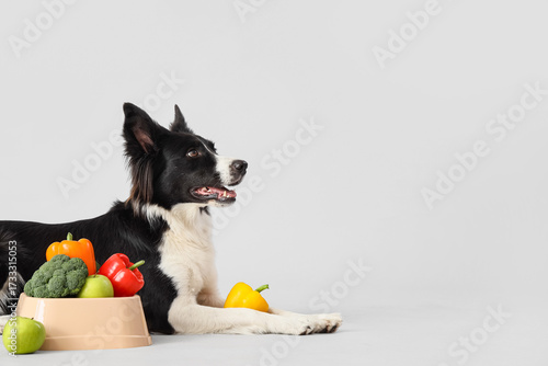 Border Collie dog with heal...