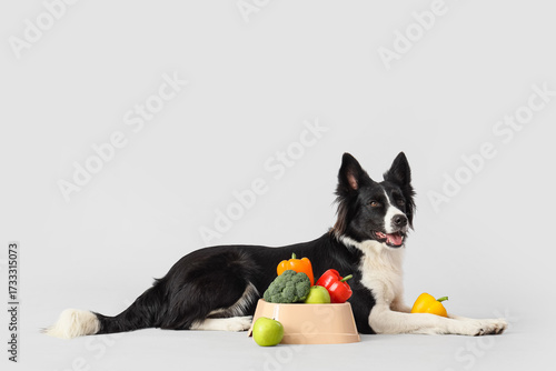 Border Collie dog with heal...