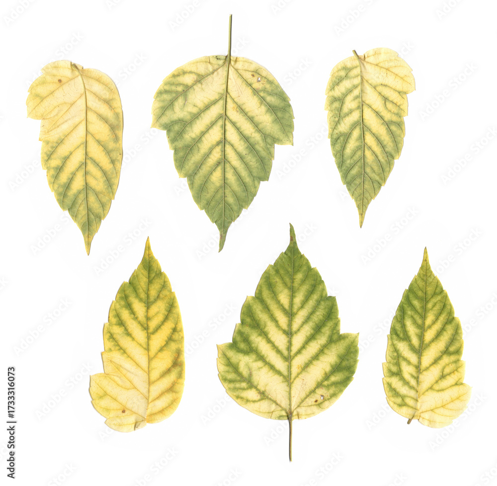 Obraz premium Colorful leaves isolated on white background, fresh autumn foliage scanned and arranged, natural botanical herbarium collection with green and yellow seasonal leaves for eco design and decoration