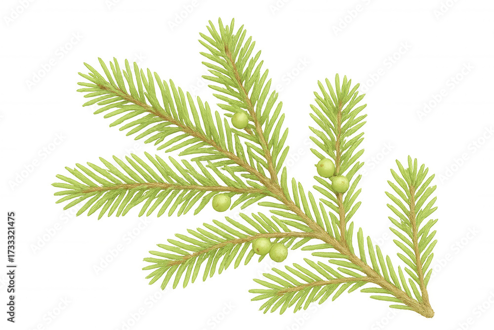 Fototapeta premium Amla branch growing indian gooseberry fruits, also known as phyllanthus emblica, used in traditional medicine, on transparent background