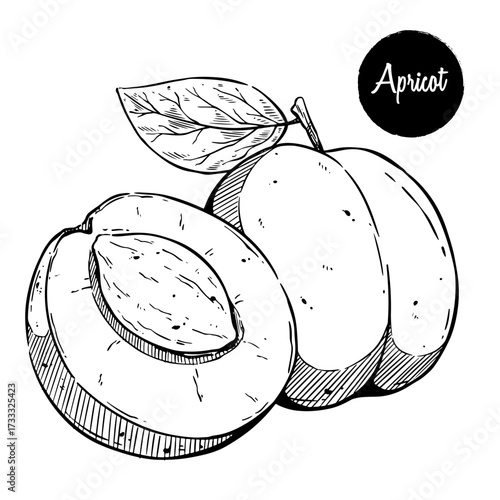 Hand Drawn Apricot with Leaf and Seed on White Background